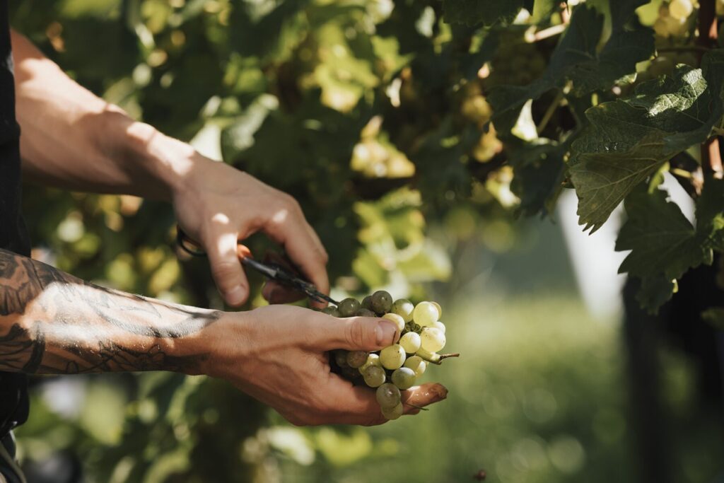 Männliche Hände schneiden Trauben von einer Weinrebe ab.
