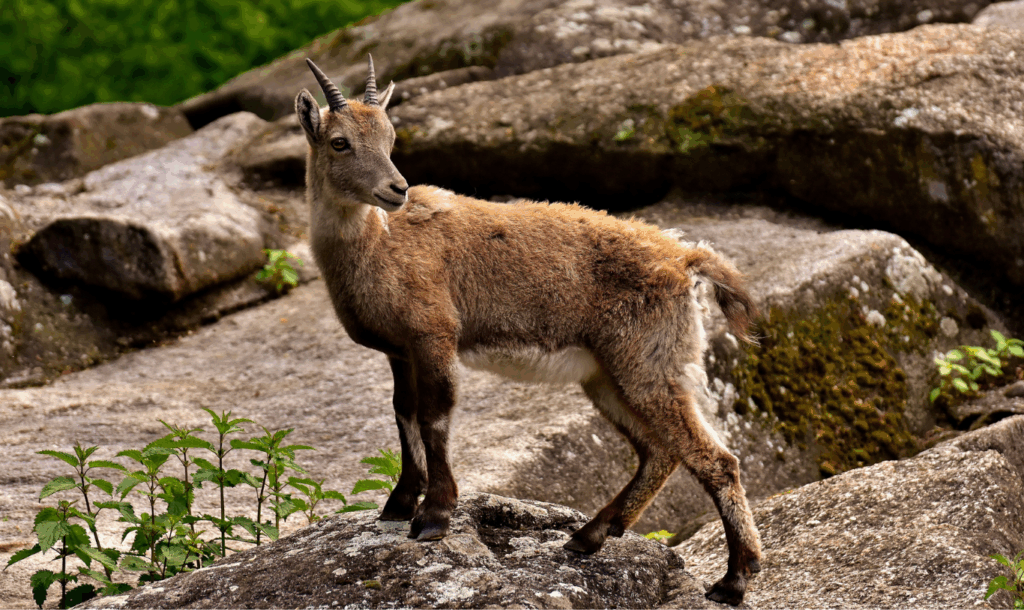 Alpenzoo Innsbruck Fragen an eine Tierpflegerin